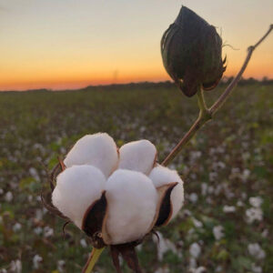 Raw Cotton - Soft Organic Material | Crisp White Color For Multipurpose Crafting, Quilting, And Stuffing Needs